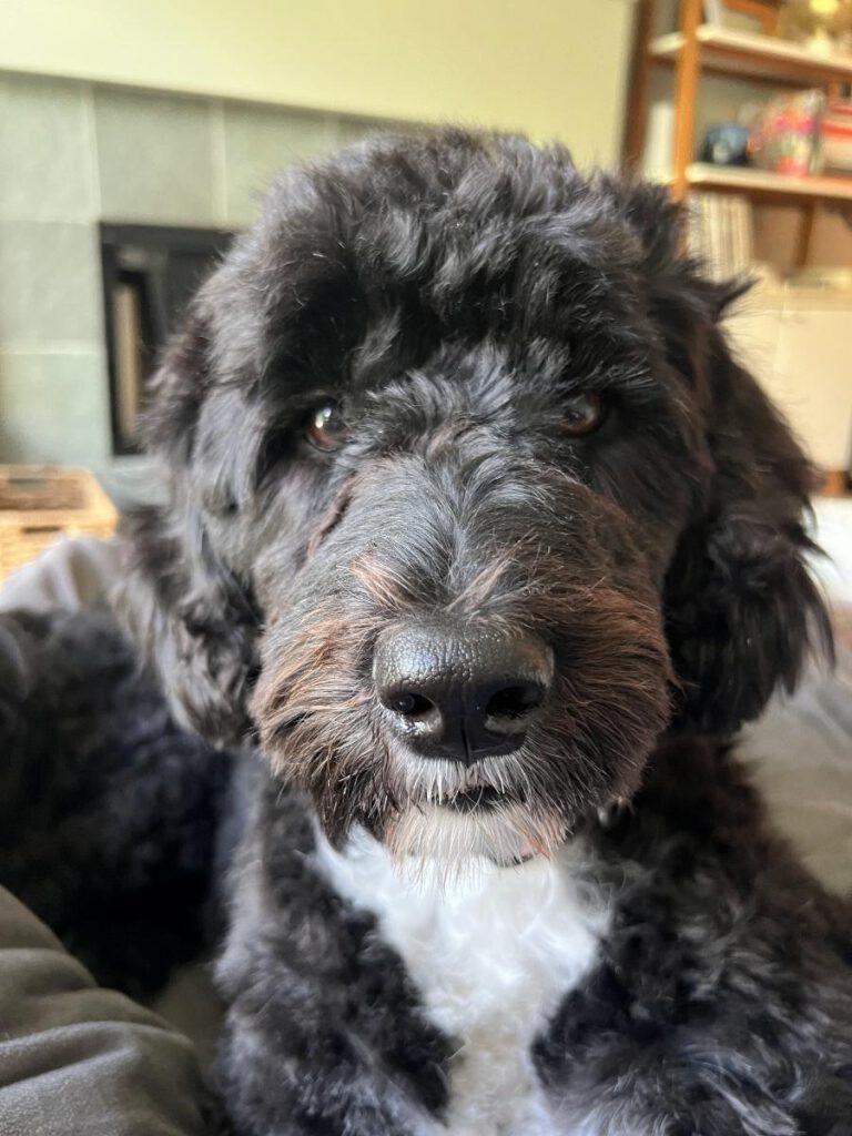 Black and white dog